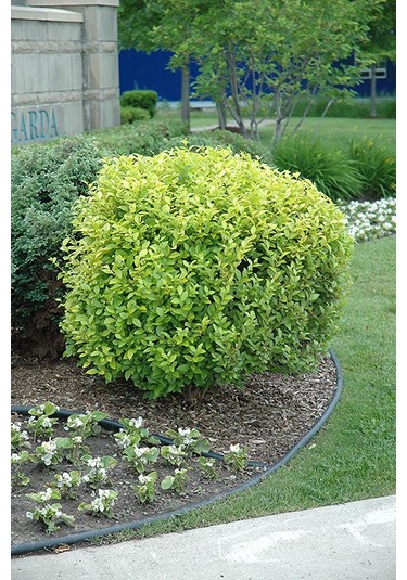 "kurtbağrı Fidanı Ligustrum,bahçeniz İçin Sık Ve Yeşil Çit" 2 Yaş