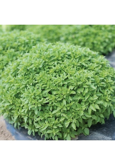 Limon Kokulu Fesleğen Tohumu 250 Tohum