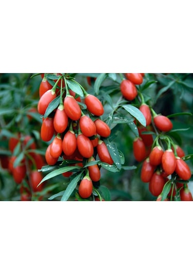 4 Adet Goji Berry
