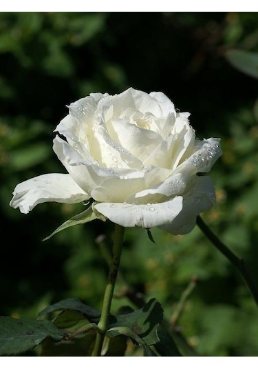 Gül Fidanı Rosa Laxa - Beyaz