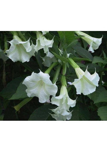 Beyaz Angel Trumpet Tohumu 3 Tohum Meleklerin Borozanı +