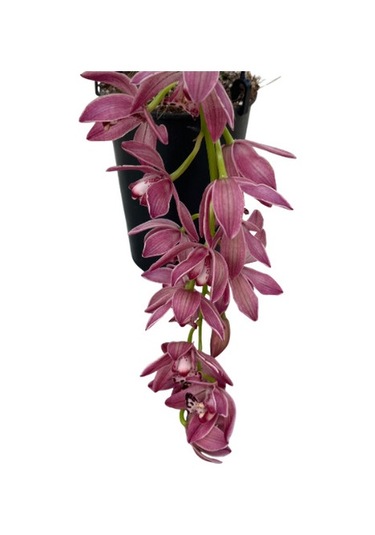 Cymbidium Cascade 'anisa' Simbidyum Orkide