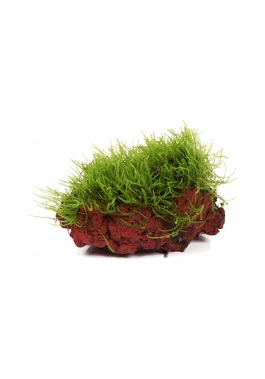 Kayaya Tutturulmuş Java Moss Vesicularia Dubyana
