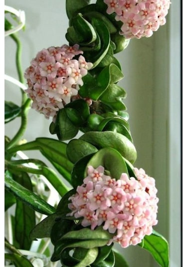 15 Adet Tohum Nadir Bulunan Japon Gülü Hoya Kornosa Mum Çiçeği Tohumu Sarmaşık Mum Çiçek