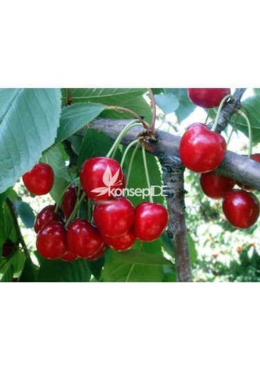 Kiraz Lambert Fidanı N11.866