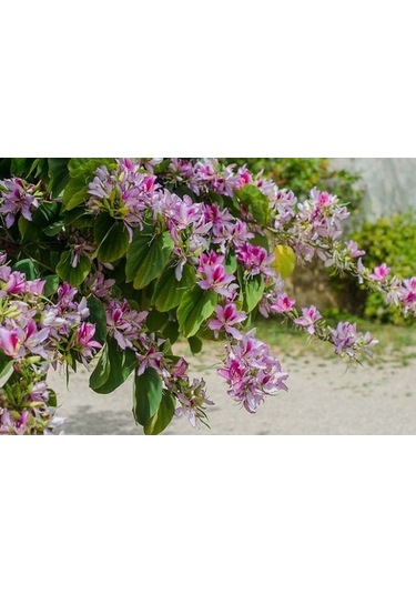 Orkide Ağacı Tohumu[5 Adet Tohum]