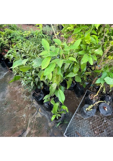 Black Sapote Tüplü Çikolata Meyvesi Fidanı