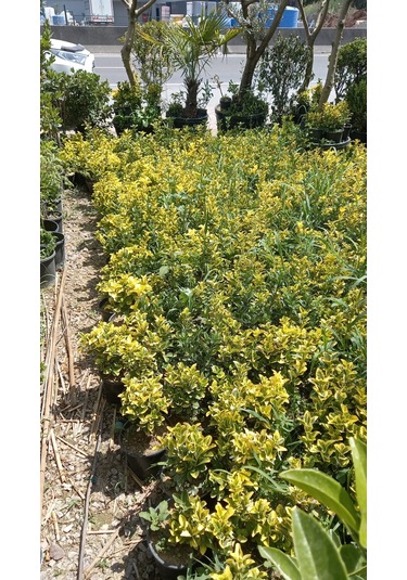 Altuni Taflan Fidanı 25-40 Cm 10 Adet