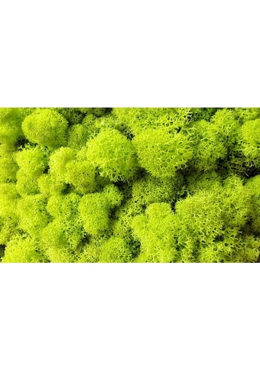 Trend Bahçe Reindeer Moss Lime Green Şoklanmış Norveç Yosunu 500 G