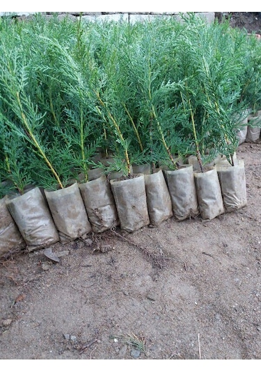 Üreticiden 40 Adet Tüplü Leylandi Fidanı çit Çamı 15-30 Cm.