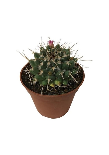 Çiçek Açan Kaktüs 8,5 Cm'lik Saksıda