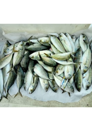 Sardin 20gr - 62mm - Levrek, Palamut, Lüfer, Çinekop, Turna Için En Iyi Jig Yemi