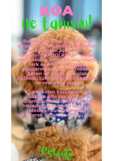 Petjoo 14.Koa Yeşil-Pembe Qr'lı Köpek Künyesi