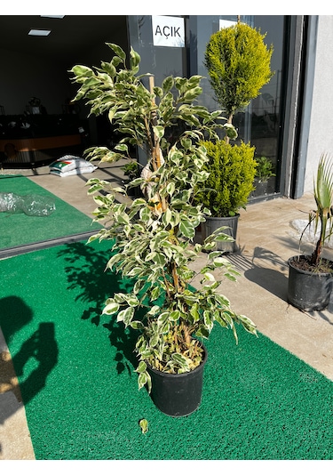 Ficus Benjamin Bitkisi Ficusbenjamin