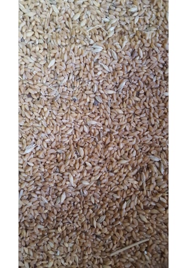 Buğday Yemlik 1 Kg Güvercin Yemi