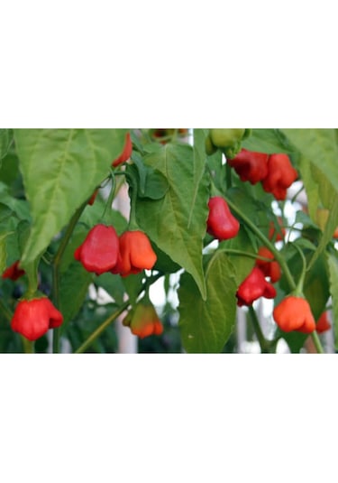 Süper Paket Acı Süs Gül Biberi Tohumu Gül Biber Tohumu 85 Adet Tohum + Sürpriz Hediye Tohum