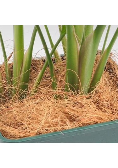 Suntek 1000g Hindistan Cevizi Elyafı Küçük Hayvanlar