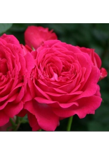 Tüplü Yediveren Esmeralda Fc Çok Goncalı Gül Fidanı