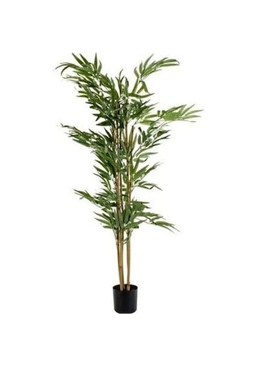 İthal Yeşil Bambu Tohumu Ekim Seti 3 Tohum +Saksı+Toprak+