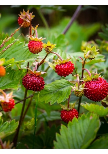 Karadeniz Yabani Dağ Çileği Fidesi Saksıda 1 Adet 10-20 CM
