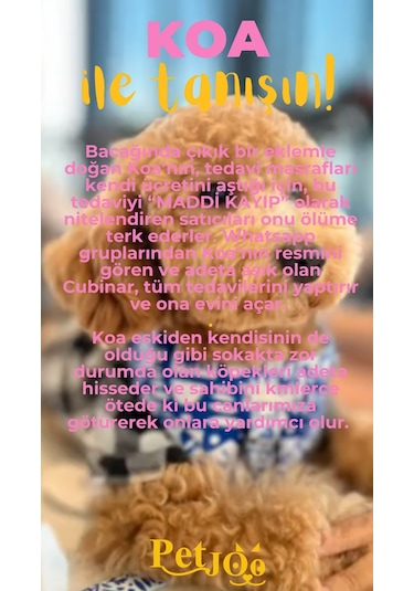 Petjoo 14.Koa Sarı-Pembe Qr'lı Köpek Künyesi