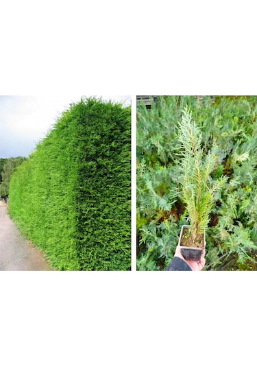 Yeşil Mazı 5 Adet / 30-50 Cm Çit Bitkisi Thuja Orientalis