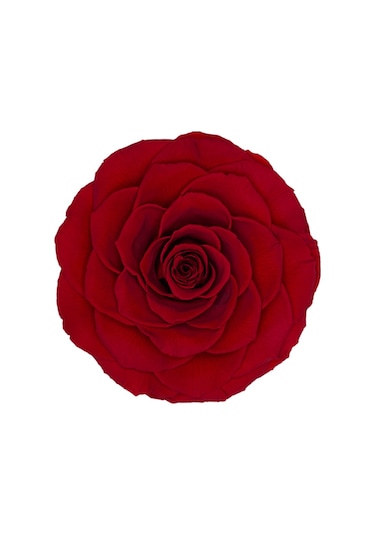 Rose Amor red-02 kırmızı şoklanmış solmaz gül XL 1 KUTU (6 ADET G