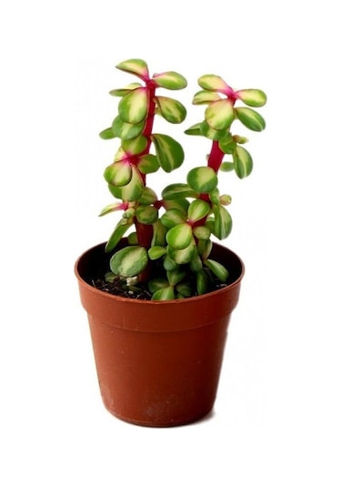 Portulacaria Afra Variegata - 20 Adet Sukulent - Teraryum Bi