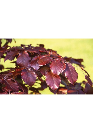 Kırmızı Kayın Fidanı 5 Adet - Fagus Sylvatica Atropurpurea