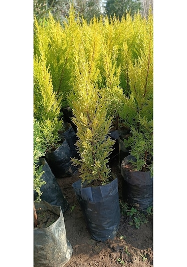 Videolu Limoni Servi Çamı 1 Adet Saksılı/ Tüplü 30-60cm Bahçe Bitkisi Cupressus