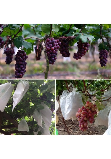 100pcs Su Geçirmez Üzüm Ambalaj Torbası Kağıt Torba Meyve Koruyucu Çanta, Spesifikasyon: 29x38, Rastgele Renk Dağıtım, Boyut:29x38