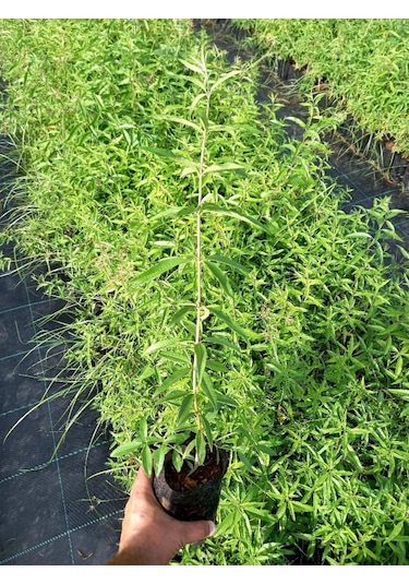 Melisa Çiçeği Fidanı 3 Adet - Cestrum Nocturnum N11.527