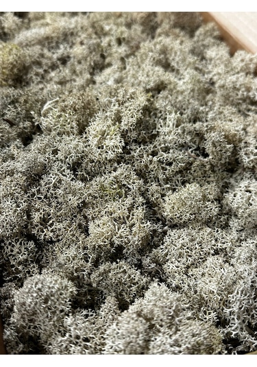 Reindermoss Şoklanmış Norveç Yosunu Terarium Yosunu Natural Green 500 Gr.