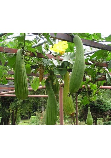 Bykurt Sunagri Lif Kabağı Tohumu - 5 Adet Doğal Lif Üretimi, Cilt Bakımı Ve Organik Temizlik 5 Adet