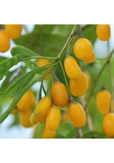 Saksıda Jumbo İri Taneli Sarı Gojiberry Fidanı