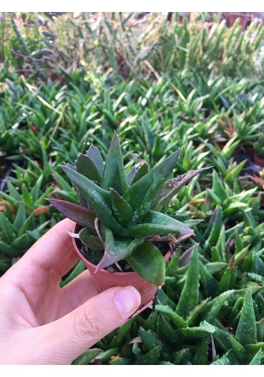 Haworthia Pentagona Sukulent Tekli 5,5 Cm Saksıda