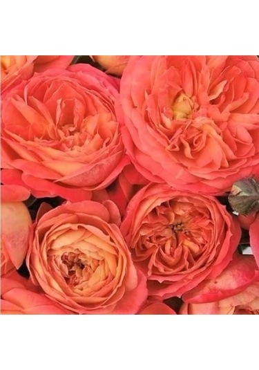 Tüplü Yediveren Quen Of Hearths Kokulu Gül Fidanı