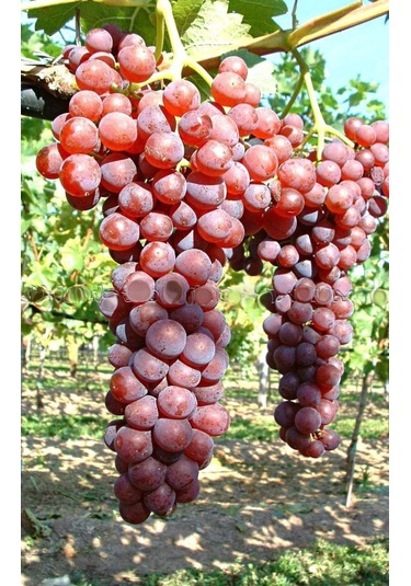 Pembemsi Kırmızı Üzüm Fidanı "red Globe" 1-2 Yaş Arası Tüplü