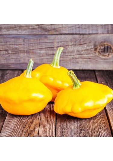 Sarı İstiridye Kabak Tohumu