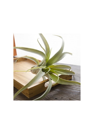 Qingmipy 2 Plastik Simülasyon Ananas Otu Yapay Bitki - Ev Ofis Duvar Dekorasyonu, Masaüstü Süs Bitkisi