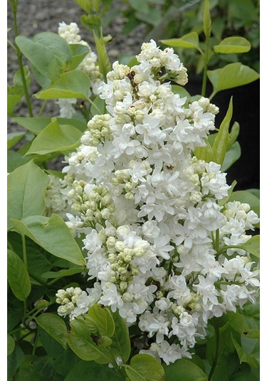 Beyaz Leylak Fidanı 30-60 Cm Boylarında 1-2 Yaş Arası Saksılı