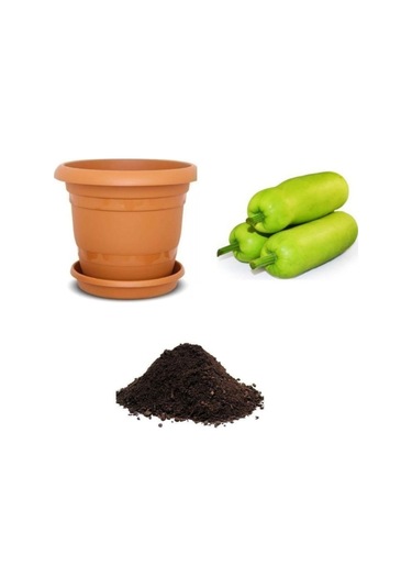 Nadir Çin Kavunu Tohumu Ekim Seti