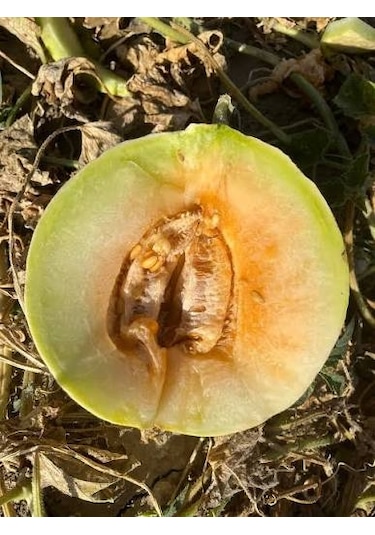 Kavun Taze Kırkağaç 3 5 Kg