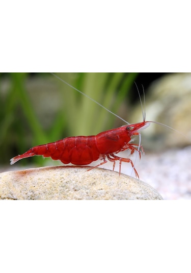 Kiraz Karides ( Neocardina Davidii ) 10Adet