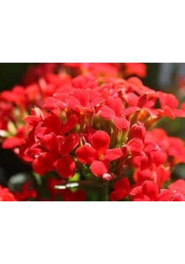 Kırmızı Kalanşo Çiçeği 3 Adet