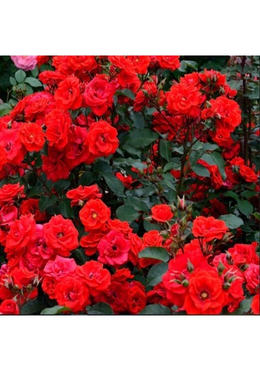 Tüplü Brillant Fc Kırmızı Renk Yediveren Masal Gülü Fidanı