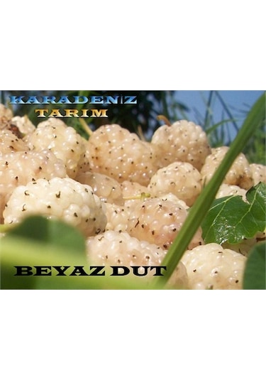 Beyaz Dut Fidanı Tüplü