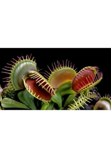 Ithal Etçil Bitki Tohumu Ekim Seti