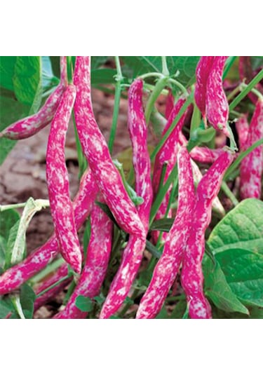 Doğal Anadolu Geleneksel Sırık Barbunya Tohumu 20 Tohum