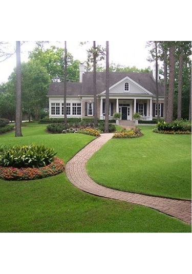 Bermuda Çim Tohumu 1 KG Bermuda GRass Uganda Çimi Ayrık Tohumu